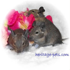 degus0117.jpg