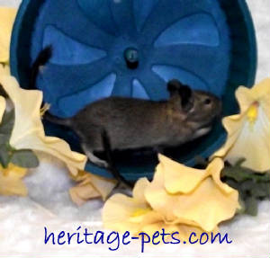 degus0117_5.jpg