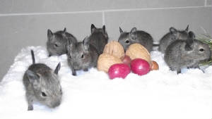 degus8.jpg